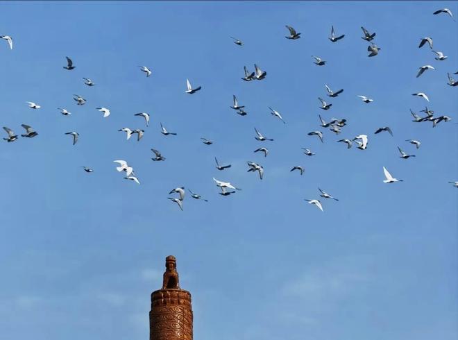 借来”的关在特殊笼子放飞有的已经到家了PG麻将胡了2模拟器8万羽和平鸽都是“(图6)