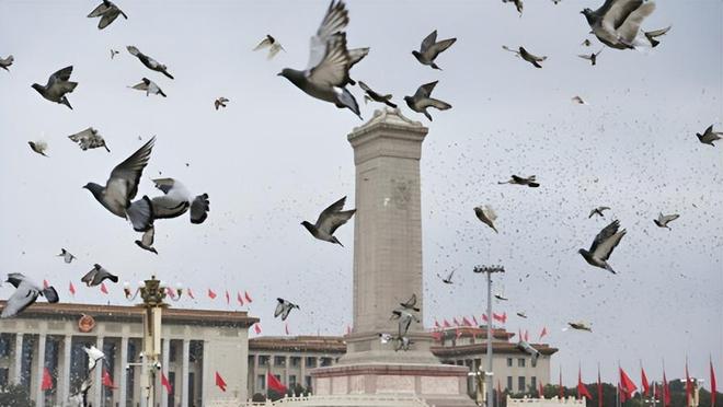 借来”的关在特殊笼子放飞有的已经到家了PG麻将胡了2模拟器8万羽和平鸽都是“(图3)