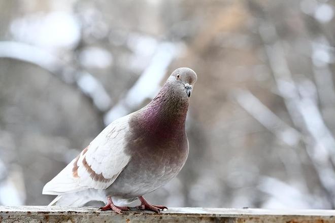 借来”的关在特殊笼子放飞有的已经到家了PG麻将胡了2模拟器8万羽和平鸽都是“(图2)