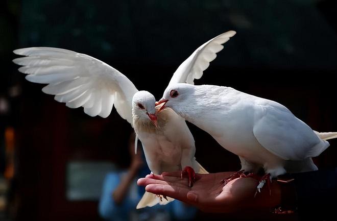 借来”的关在特殊笼子放飞有的已经到家了PG麻将胡了2模拟器8万羽和平鸽都是“(图5)