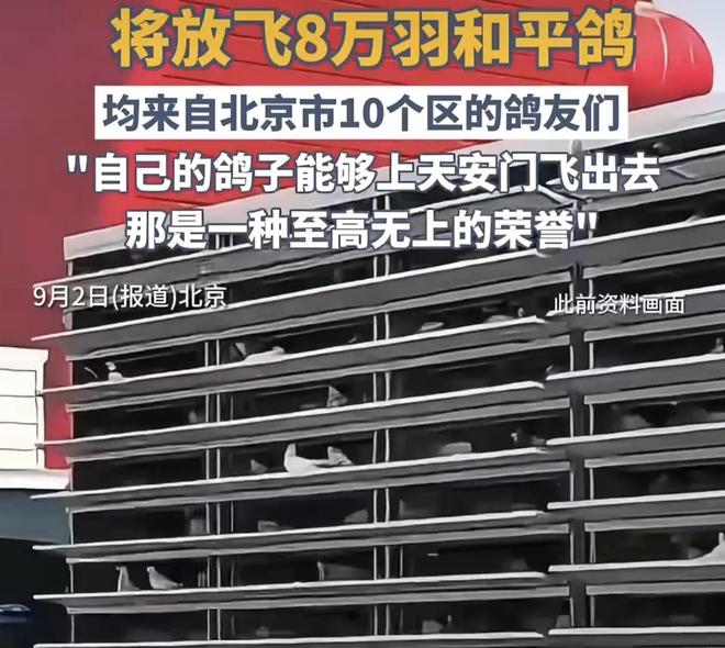 借来”的关在特殊笼子放飞有的已经到家了PG麻将胡了2模拟器8万羽和平鸽都是“(图4)